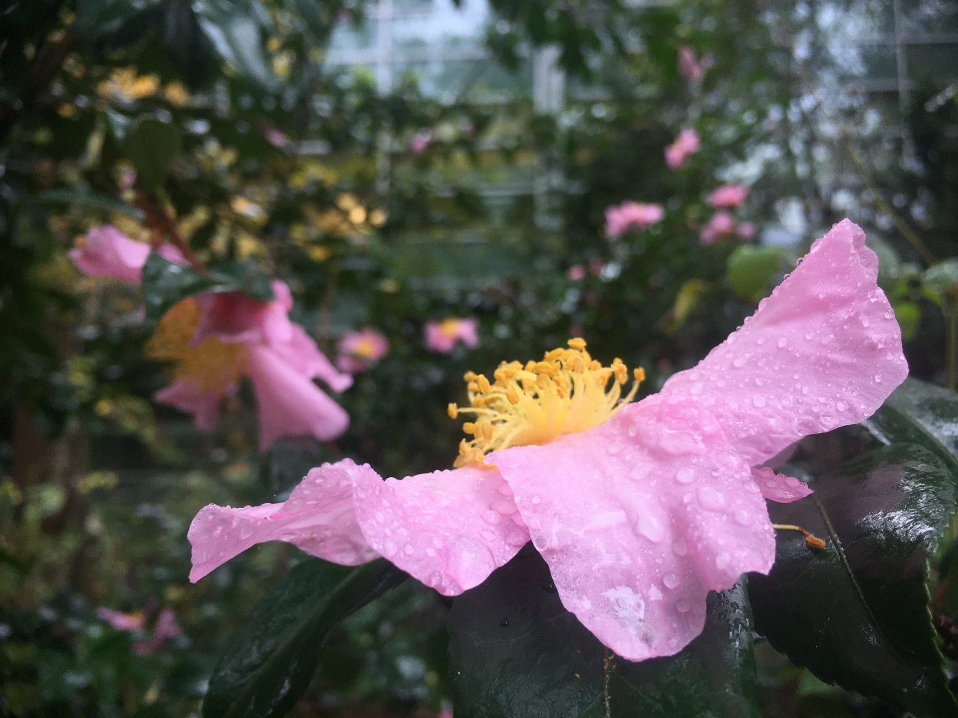 Raindrop covered flowers of Camellia sasanqua light up a gray fall day.