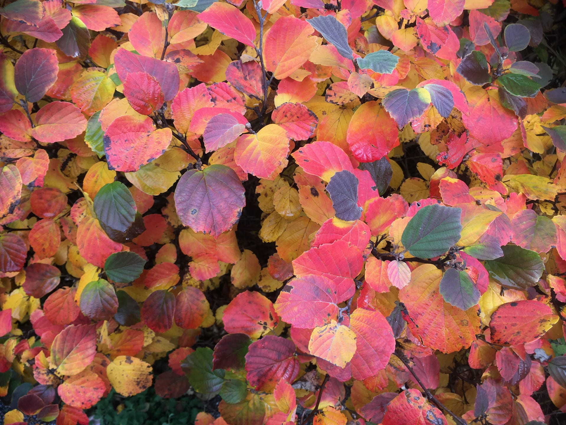 Every color of the rainbow is represented in the foliage of Fothergilla major.