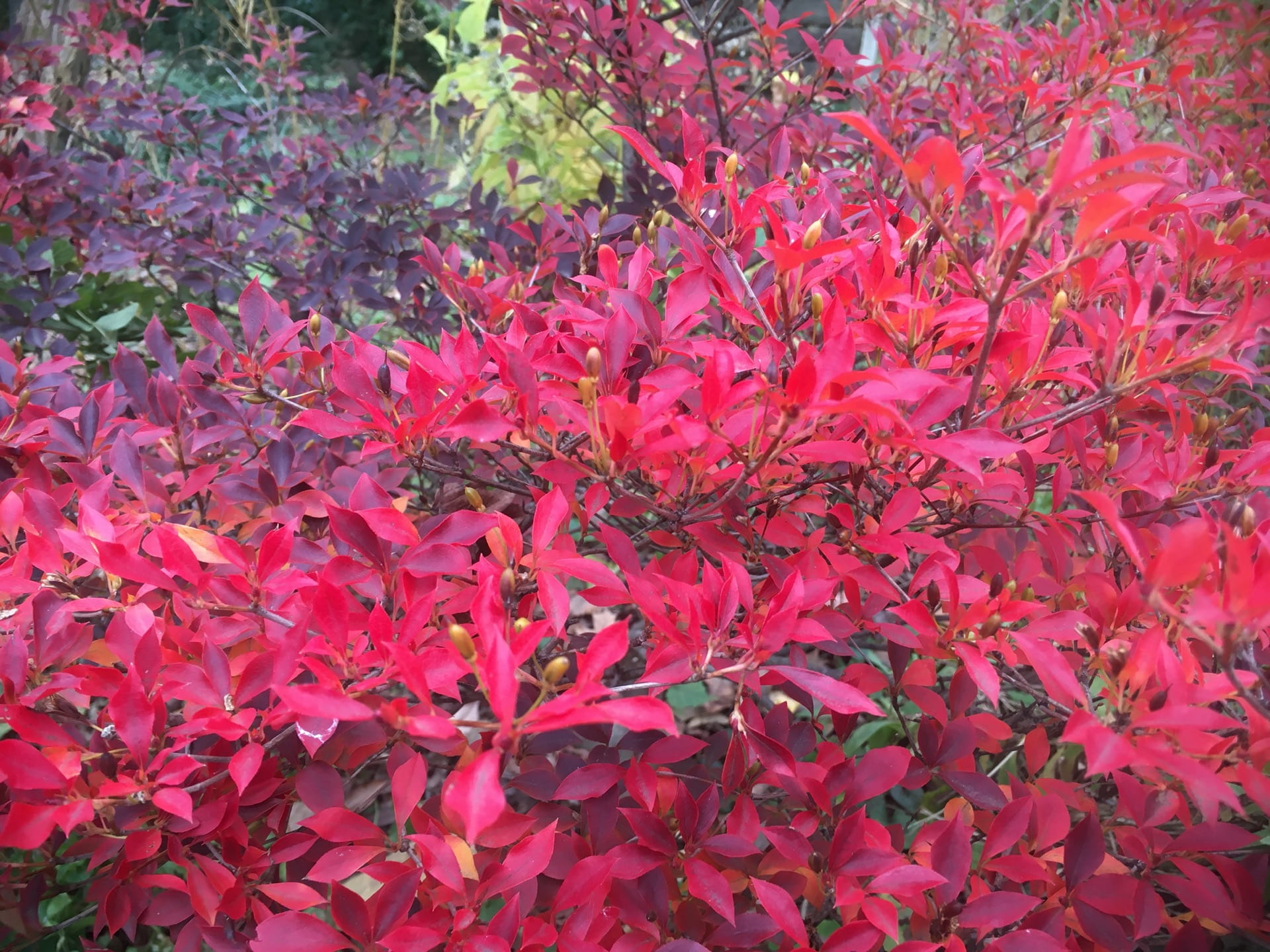 The foliage of Enkianthus perulatus putting on a fiery show.