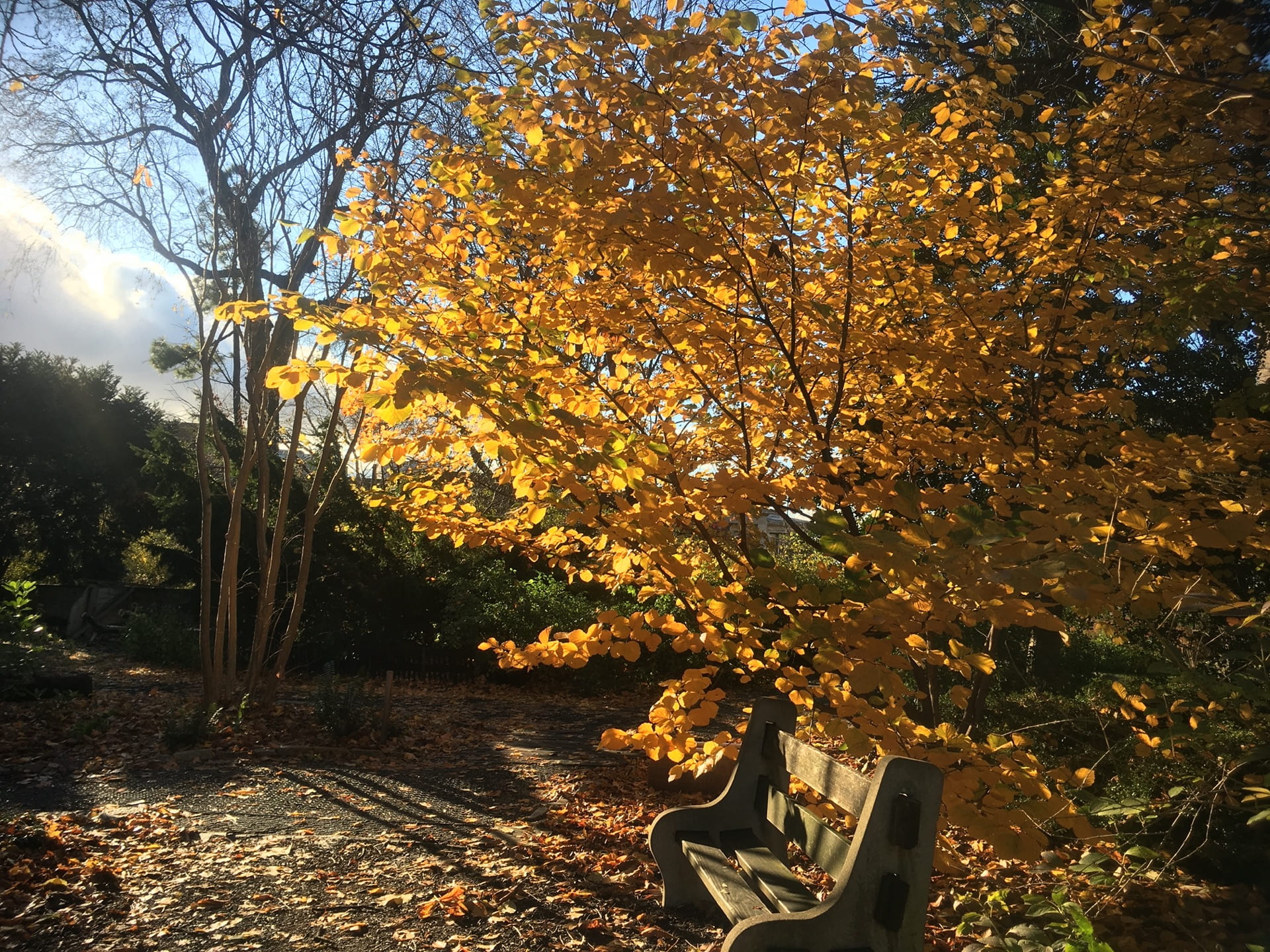 This bench is in the perfect spot to soak up the sun and enjoy the fall color of Hamamelis mollis.