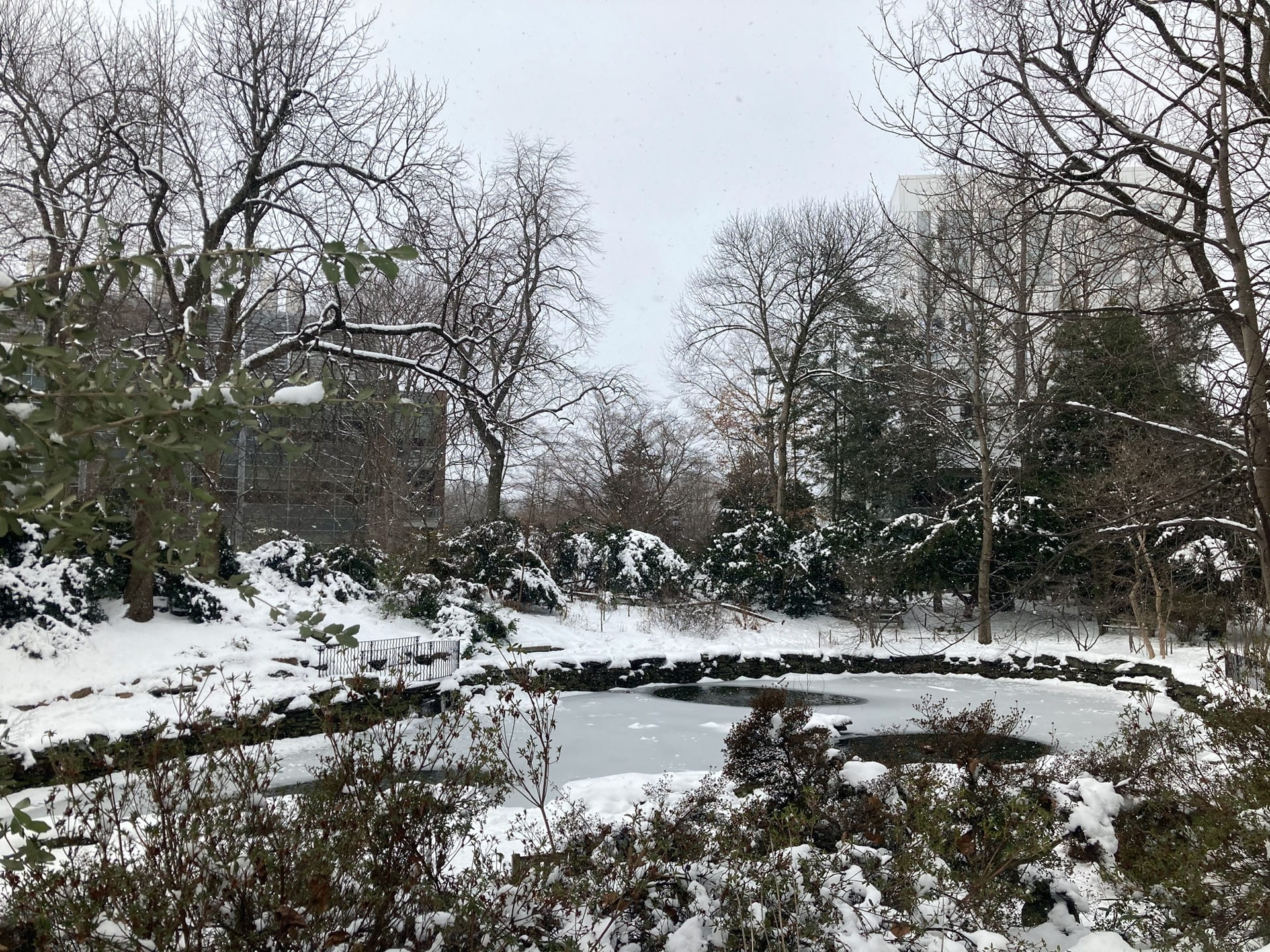 An icy BioPond, seen from above in the Woodland Garden.