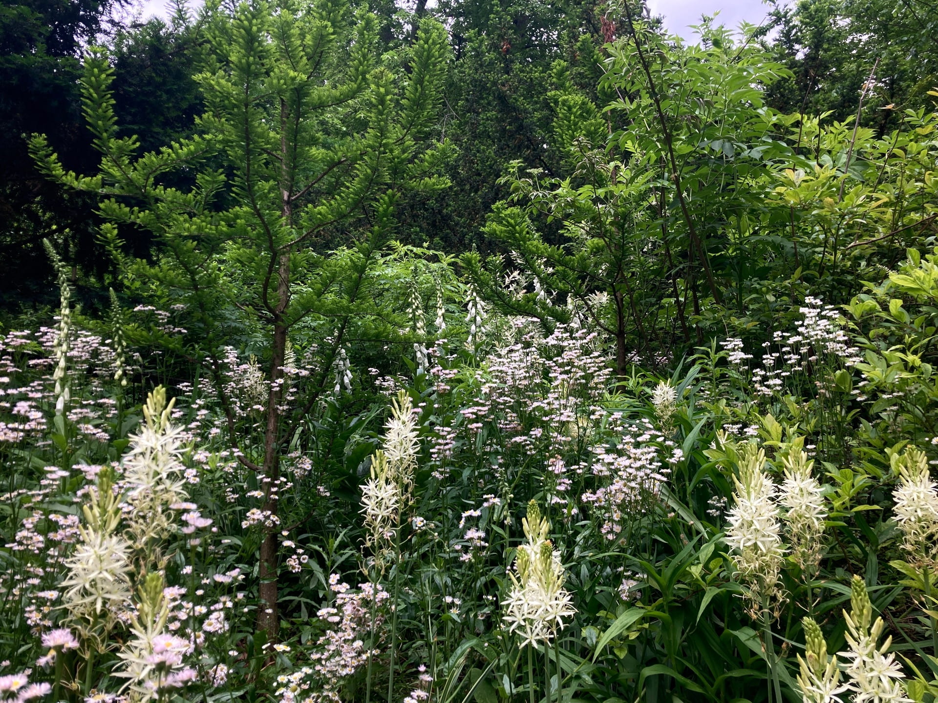 Quamash, fleabane, and foxgloves mingle to create a white frothy planting palette at the Pond.