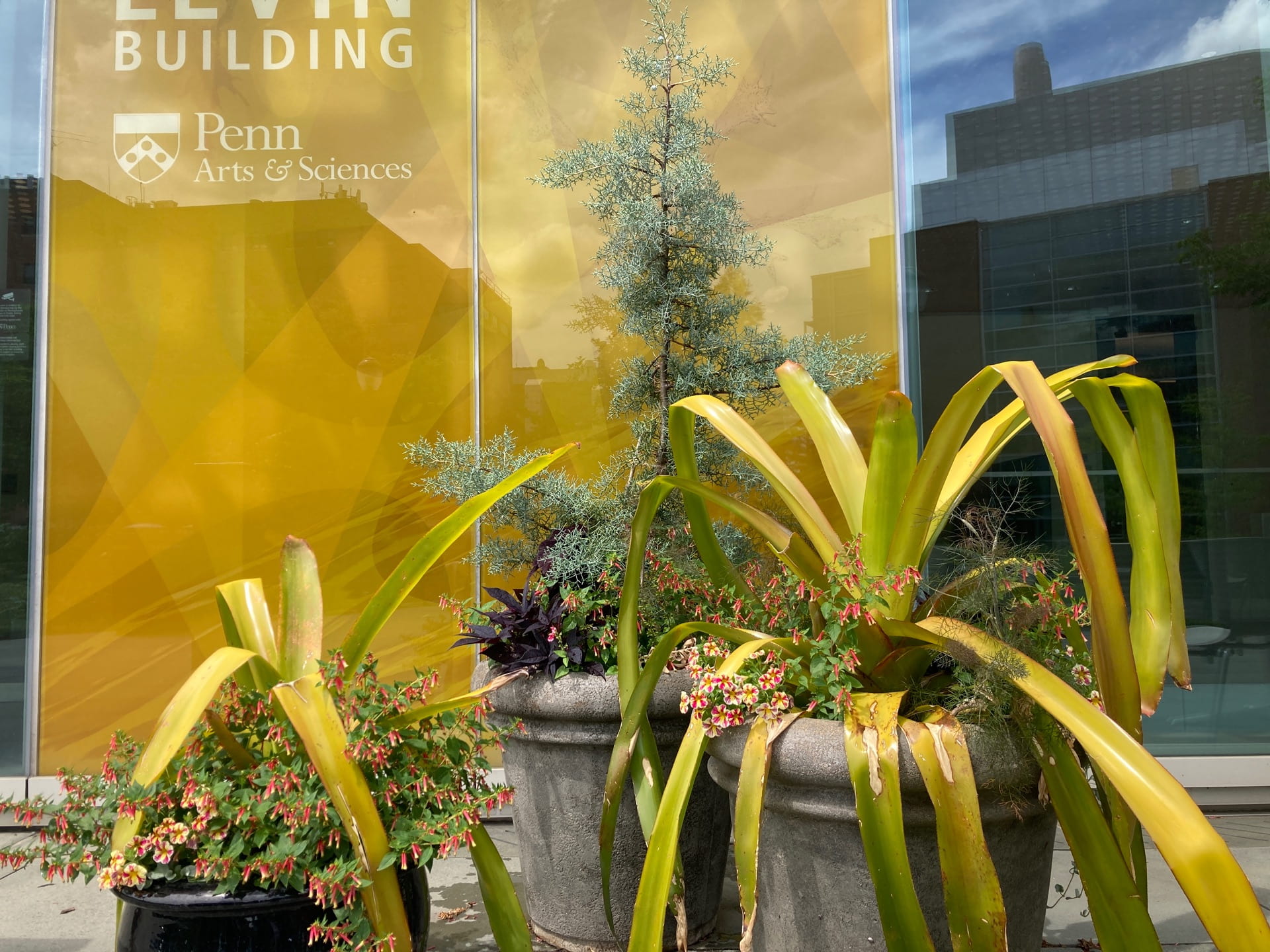 Summer containers are out on the plaza, featuring bromeliads that turn orange in the sun and an Arizona cypress.