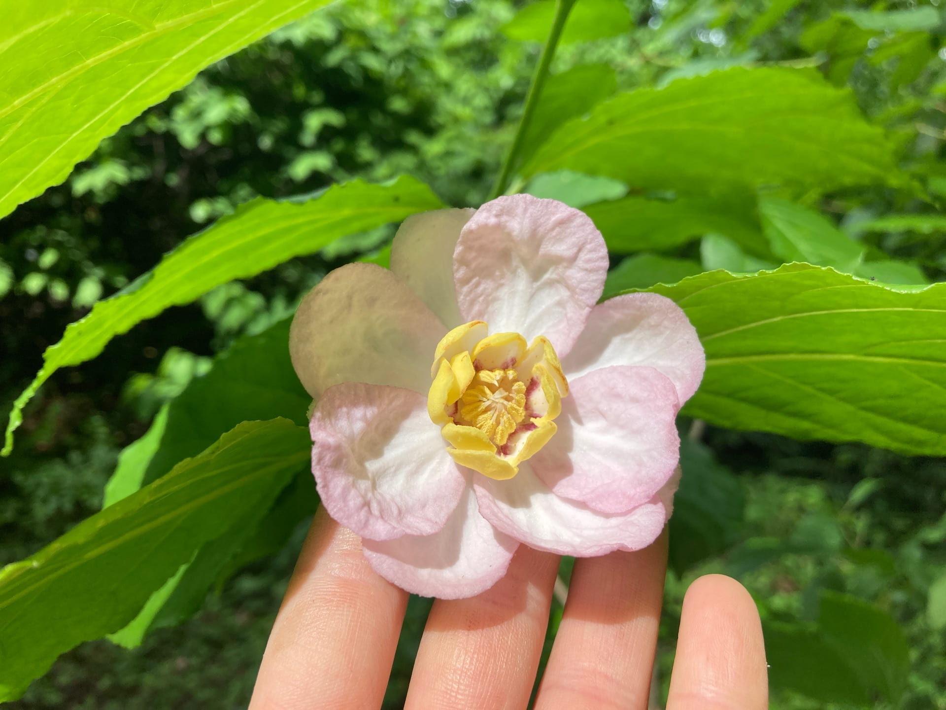 Calycanthus sinensis is a Chinese relative of our native Calycanthus floridus. The flowers vary in petal shape, color, and size.