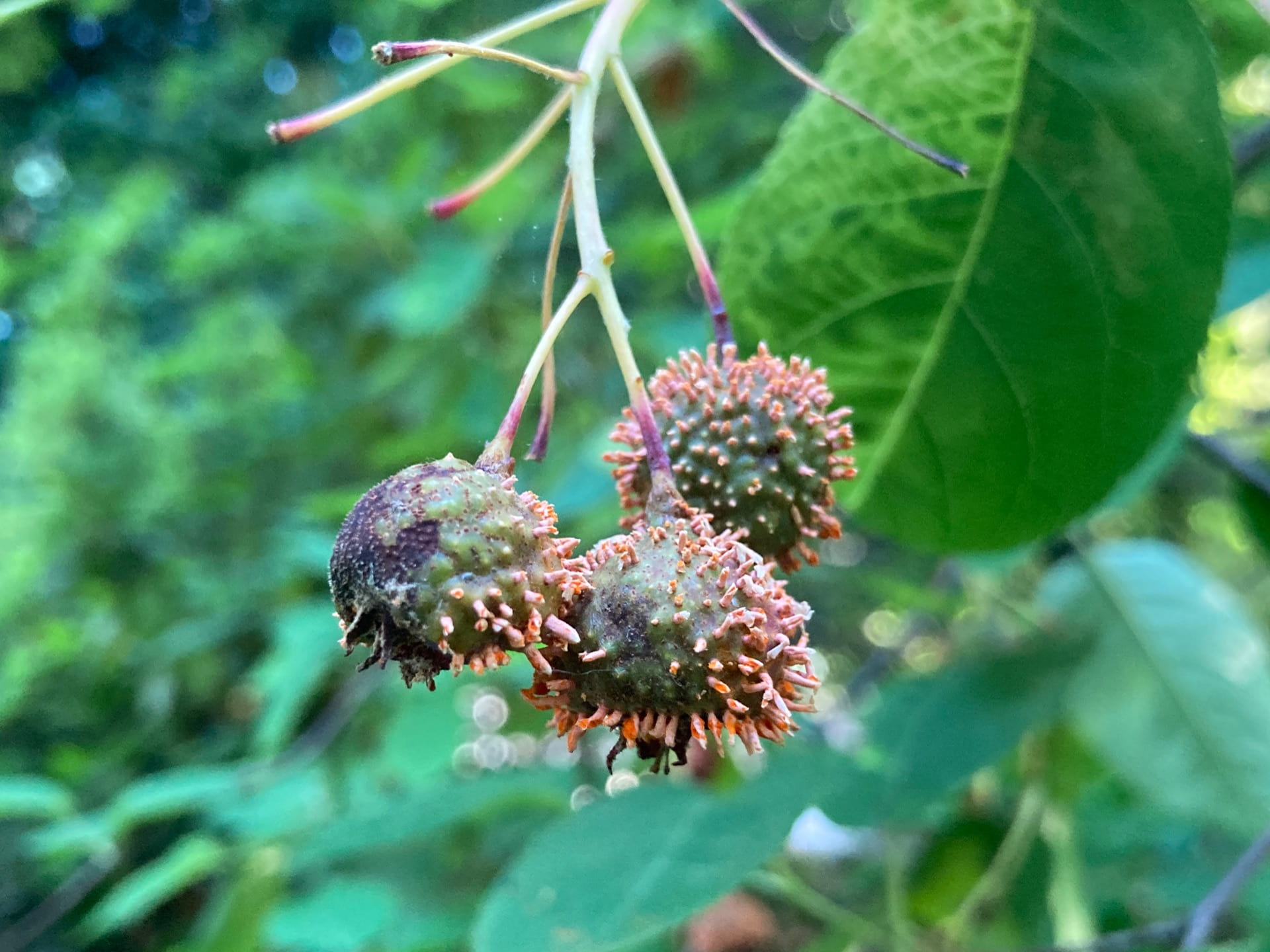 These Amelanchier fruits are affected by cedar apple rust, a fungus that impacts members of the rose family, but requires cedar trees to complete its life cycle.