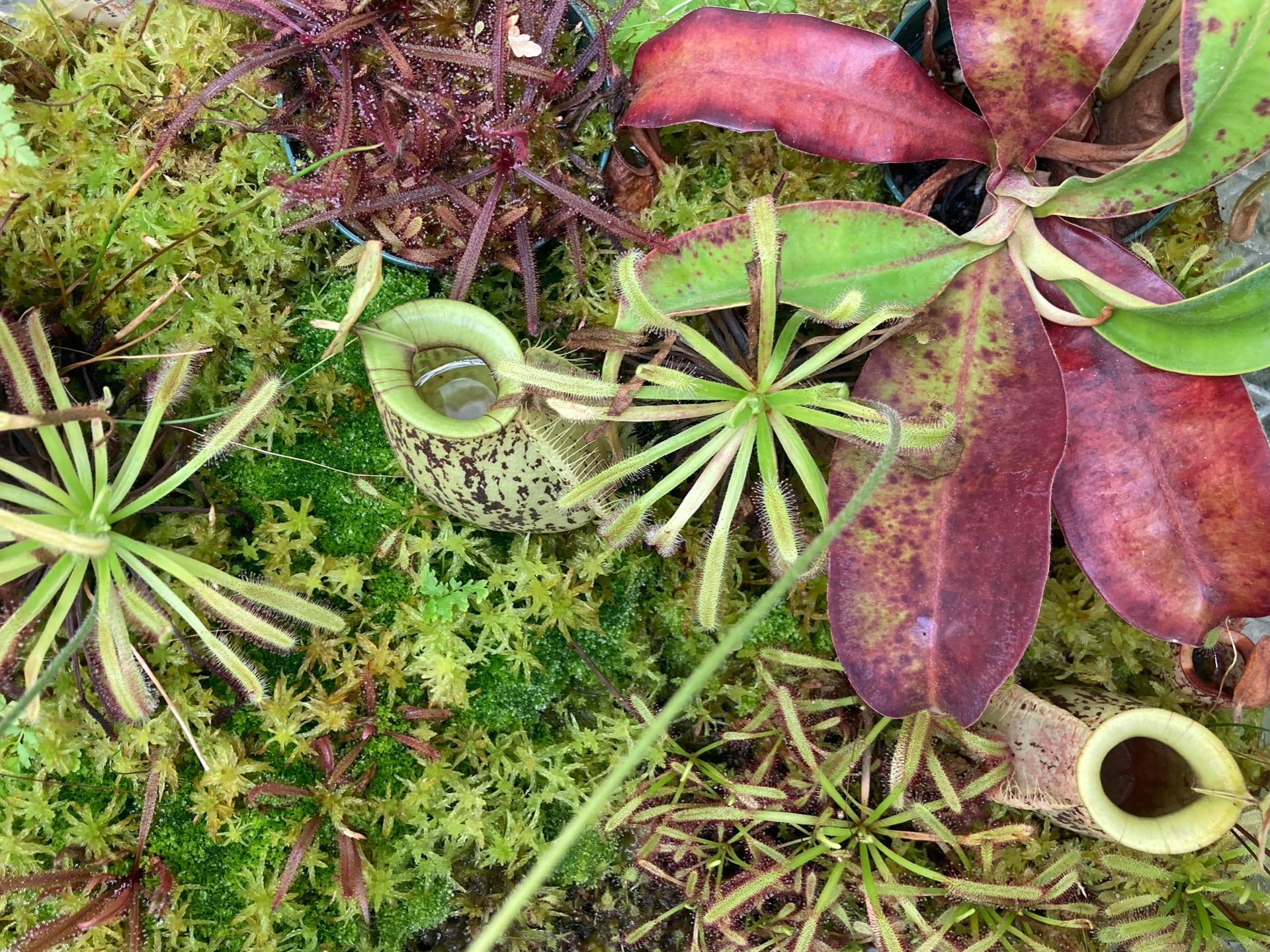 Our terrarium contains a variety of carnivorous plants including Nepenthes spp., Pinguecula spp., and Drosera spp..