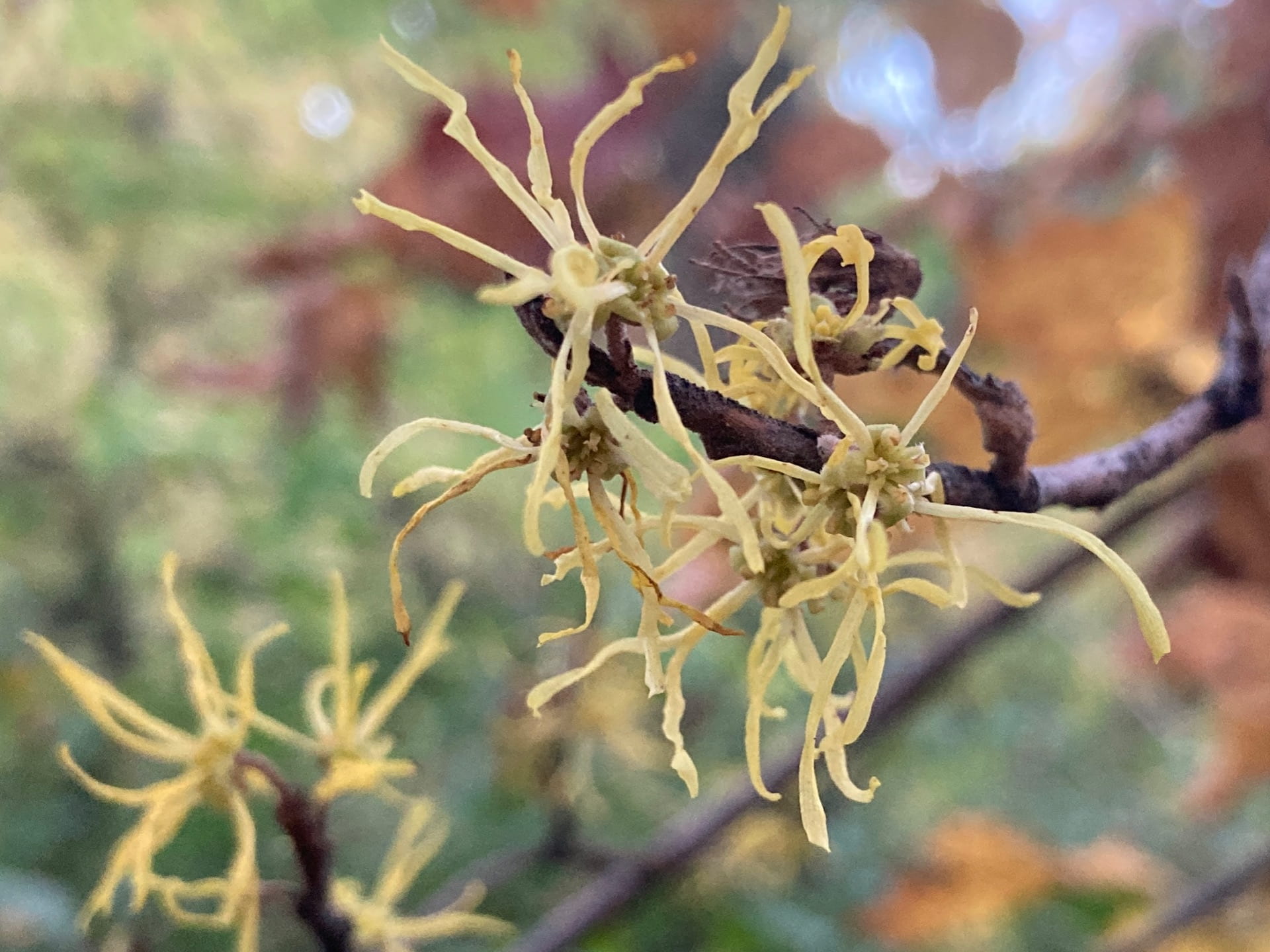 Hamamelis virginiana (witch hazel) blooms in the fall at the same time as the previous year's seeds mature. These seeds are expelled from the seed pod and can be catapulted up to 30 feet away!