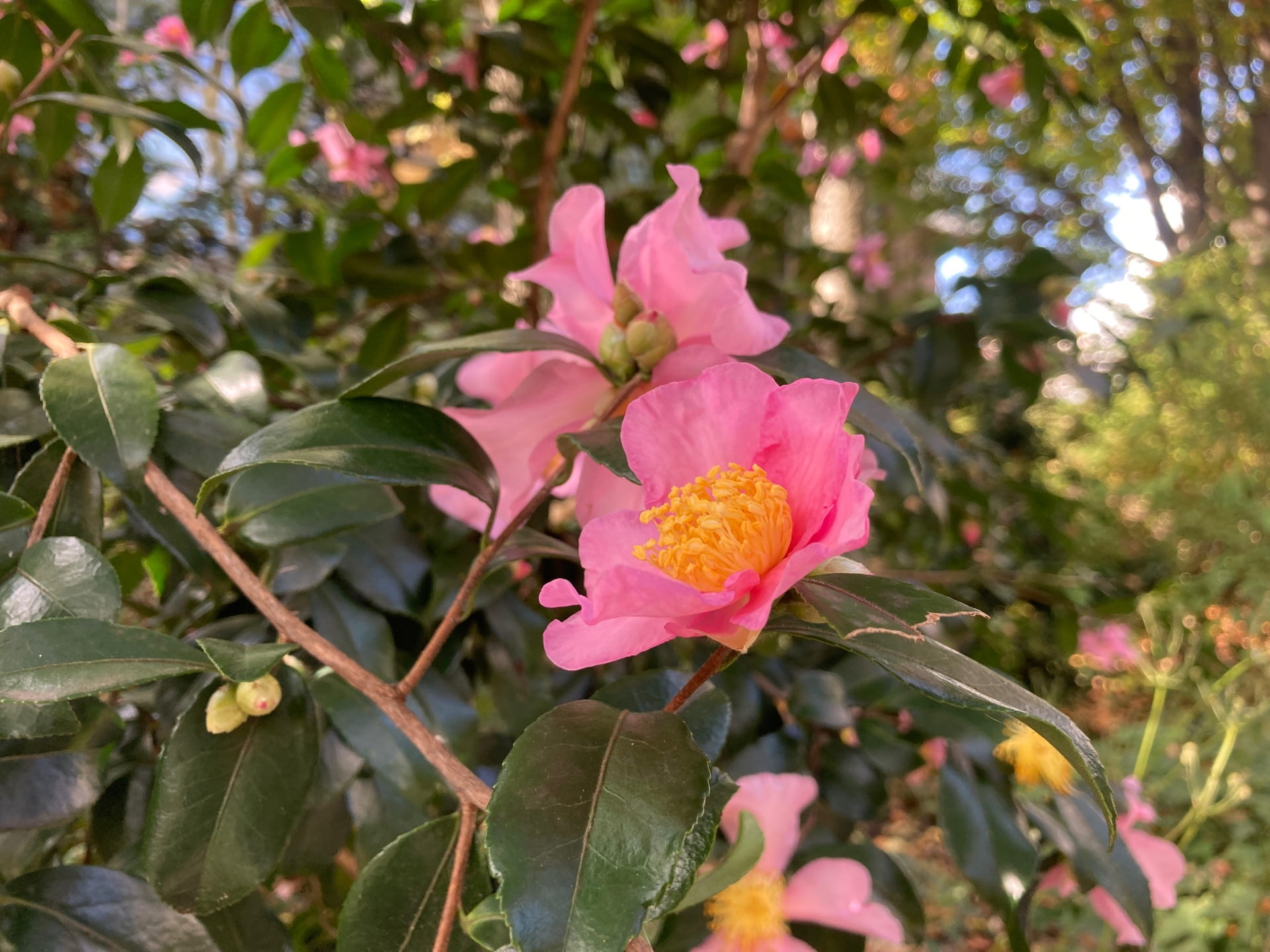 Camellia sasanqua is one of the most hardy Camellia species and is the first to bloom.