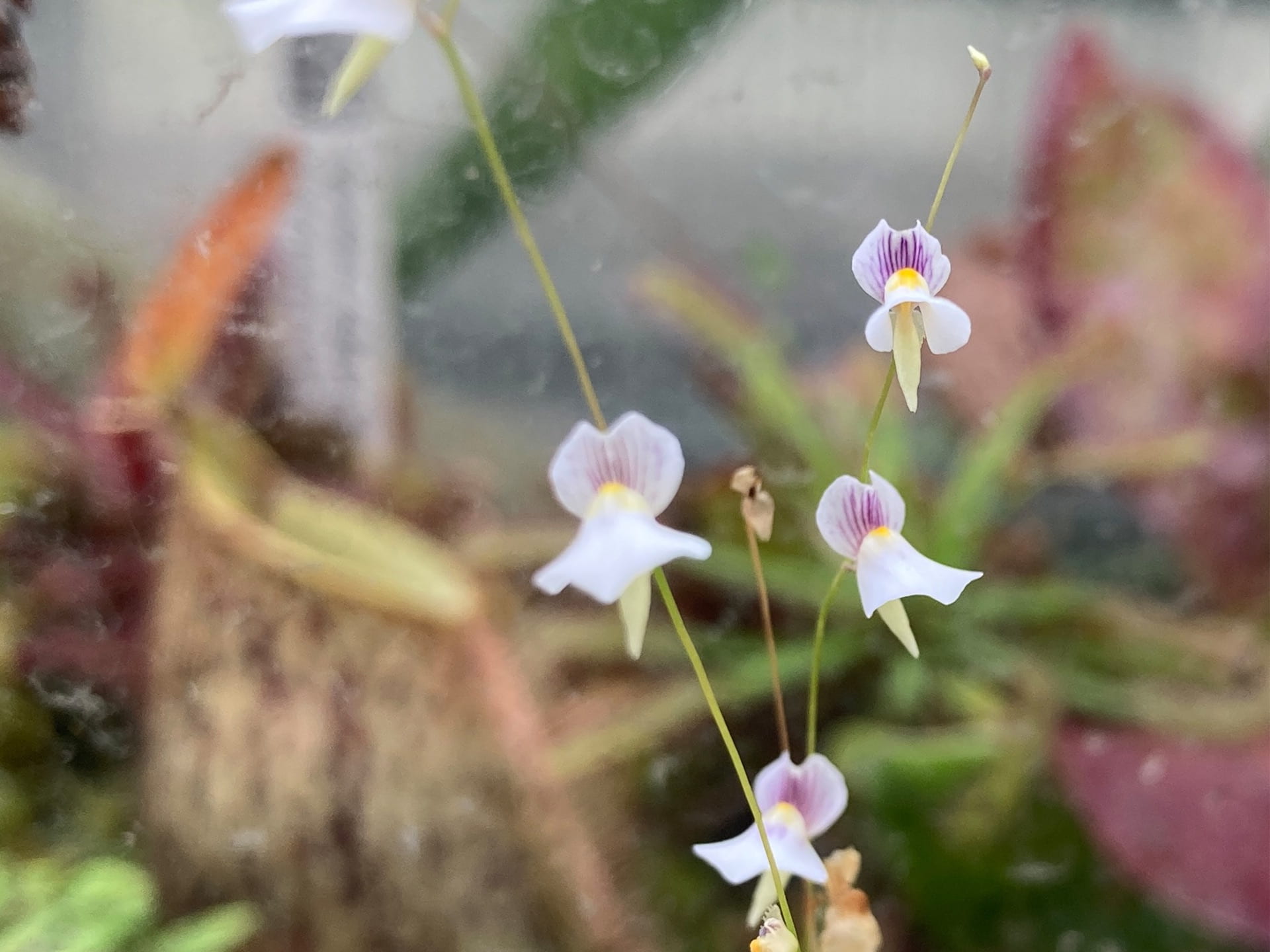 The sweet flowers of the carnivorous Utricularia blanchetii 'Chapada Diamantia, BA, Brazil' are blooming now in the Biology Greenhouse.