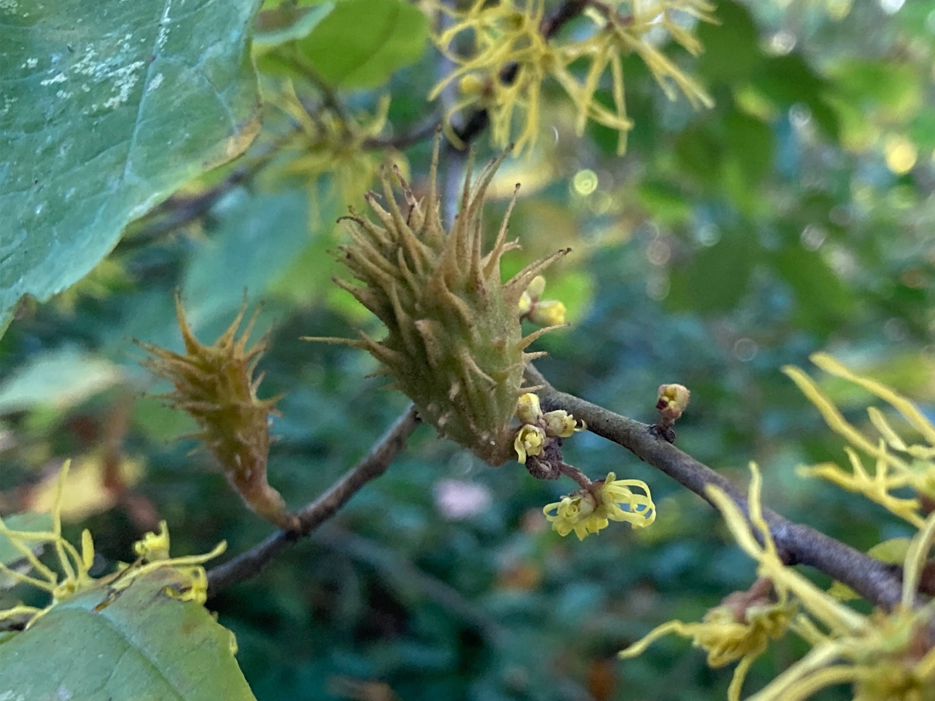 The spiny witchhazel gall aphid, Hamamelistes spinosus, is an insect that can be found on river birch and witch hazel. Insects that create galls typically do not harm plants.