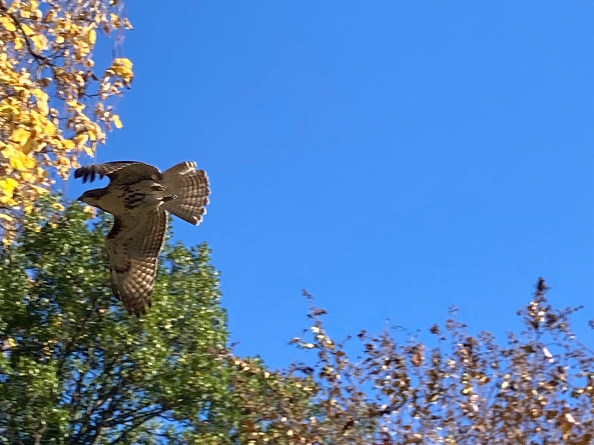 A quick and lucky capture of a red-tailed hawk, Buteo jamaicensis, in flight.