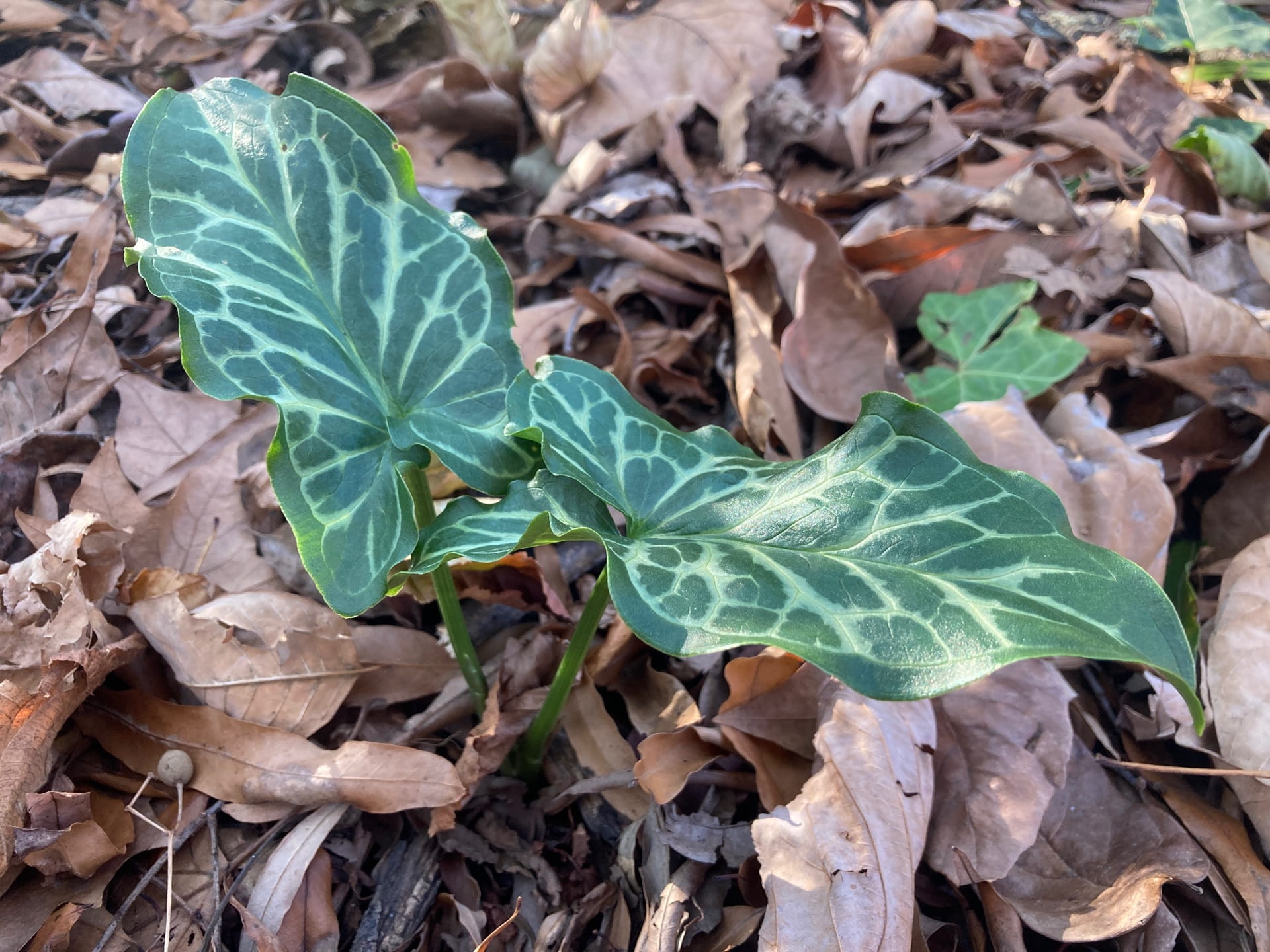 While most other plants leaves are falling off, Arum italicum foliage is just emerging!