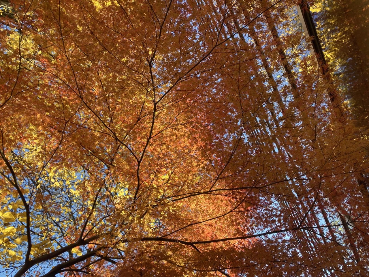 Light filters through the vibrant fall foliage of Acer palmatum var. dissectum.