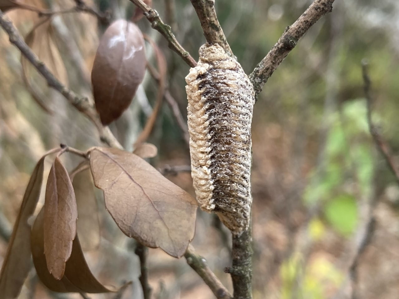 This egg case belongs to our native mantid, Stagmomantis carolina. It can be differentiated from the invasive Chinese species by its elongated shape.