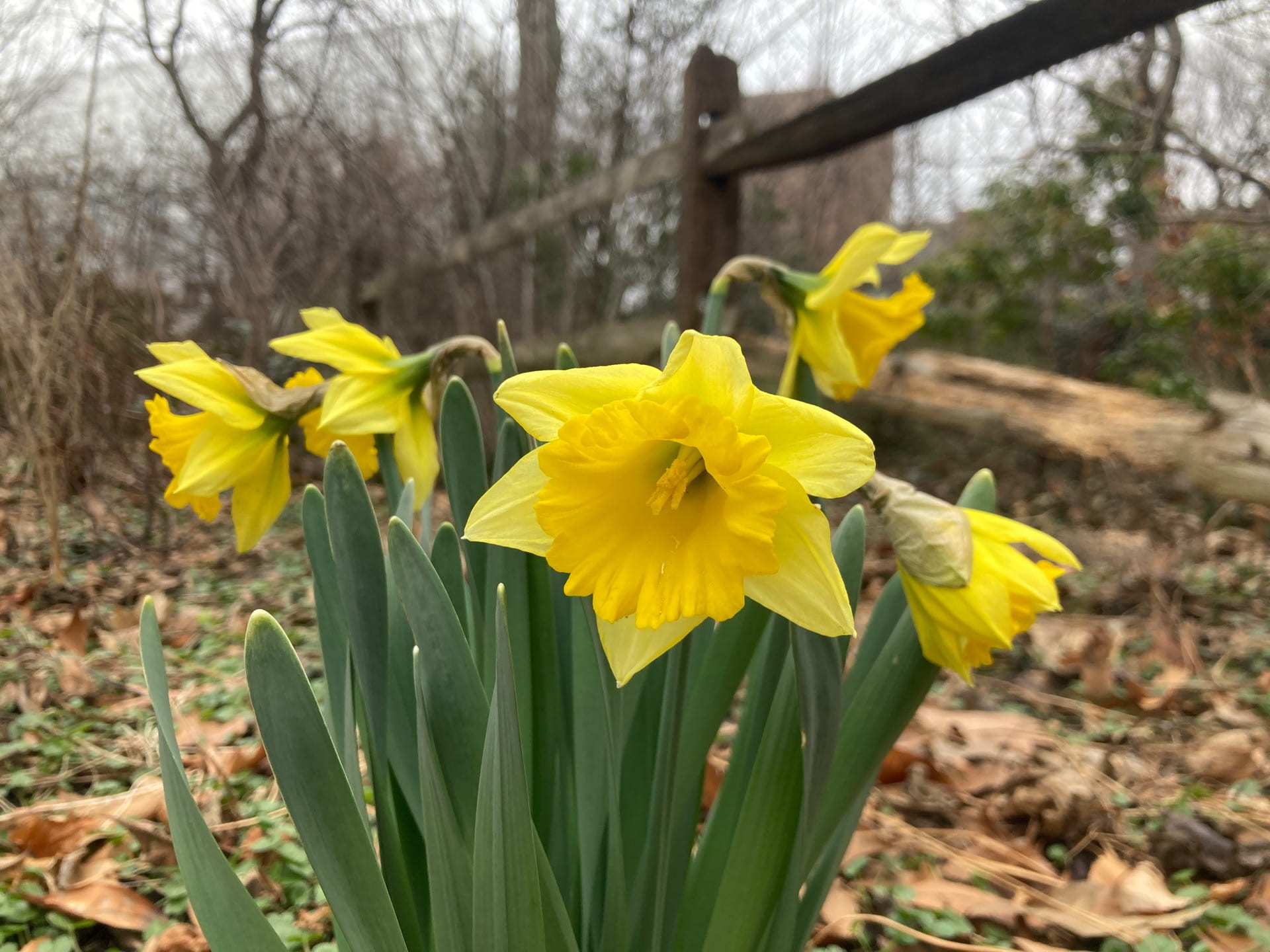 The first daffodil, Narcissus cv., begins blooming in late January.