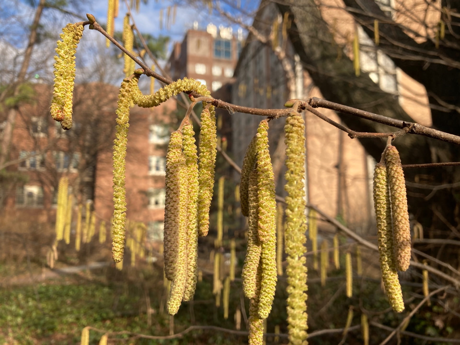Catkins, like those seen on the hazelnut (Corylus avellana), are flowers that are pollinated by wind.