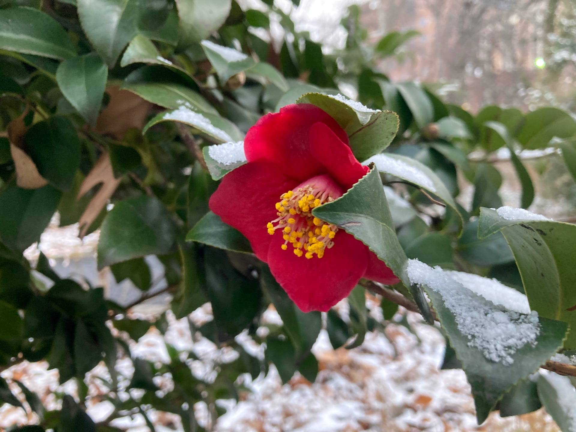 We haven't had much snow this winter, but what little is there looks beautiful dusting the first Camellia japonica flowers.
