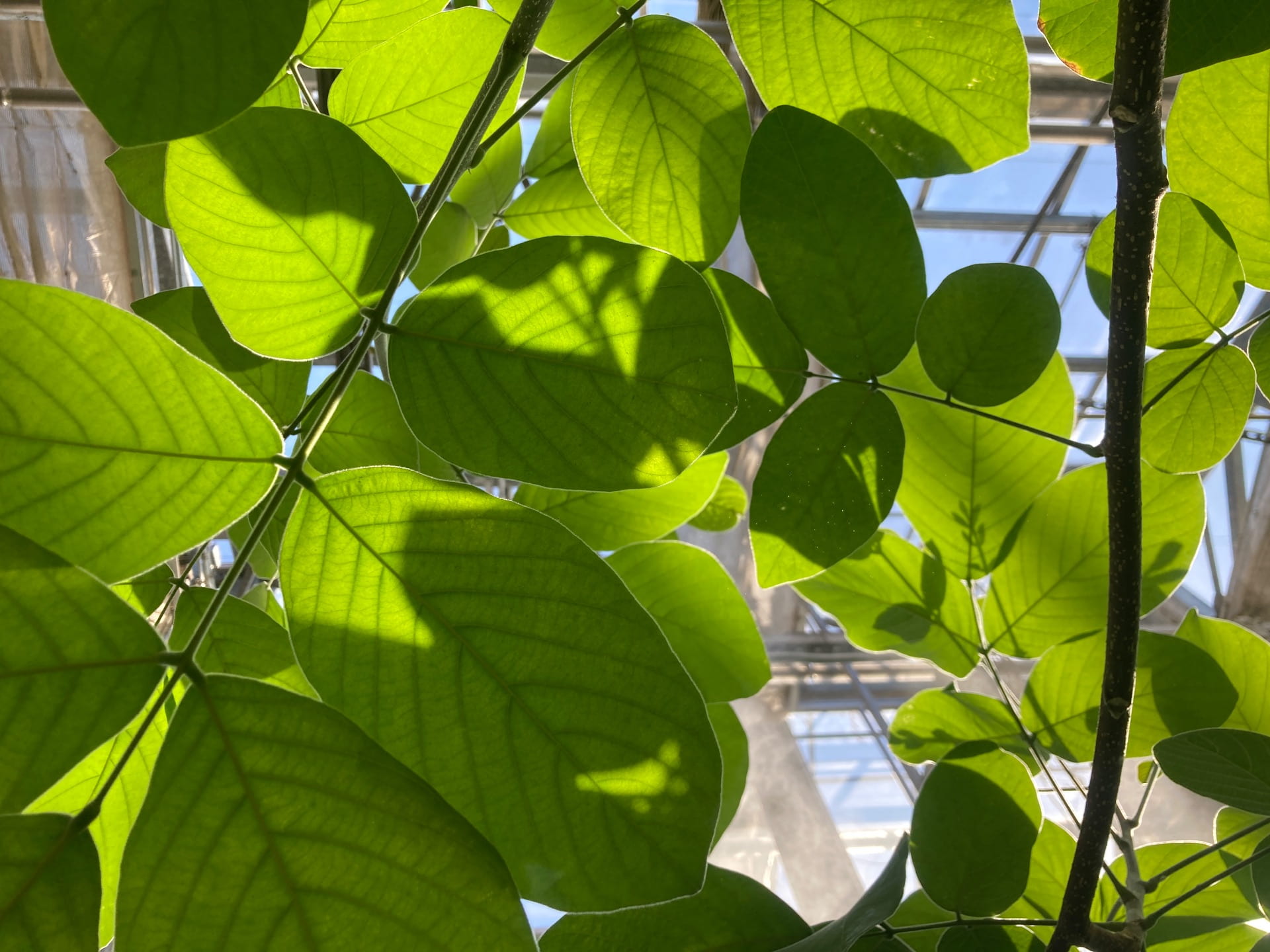 The Felipei lancepod, Lonchocarpus felipei was described by Biology Faculty Daniel Janzen and is currently growing in the Biology Greenhouse's teaching collection.