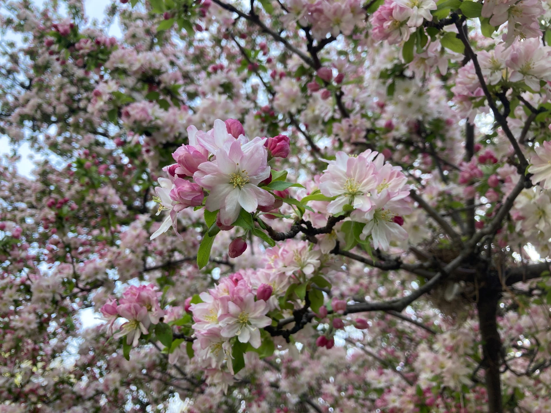 This pink crabapple, Malus cv., is blooming now, creating a pink umbrella over the Picnic Area.