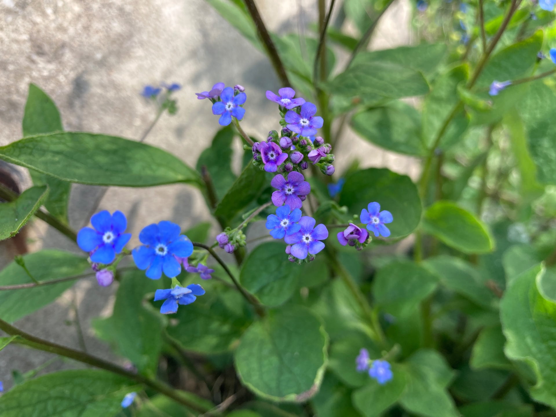 Brunnera macrophylla produces a profussion of small blue flowers throughout the spring.