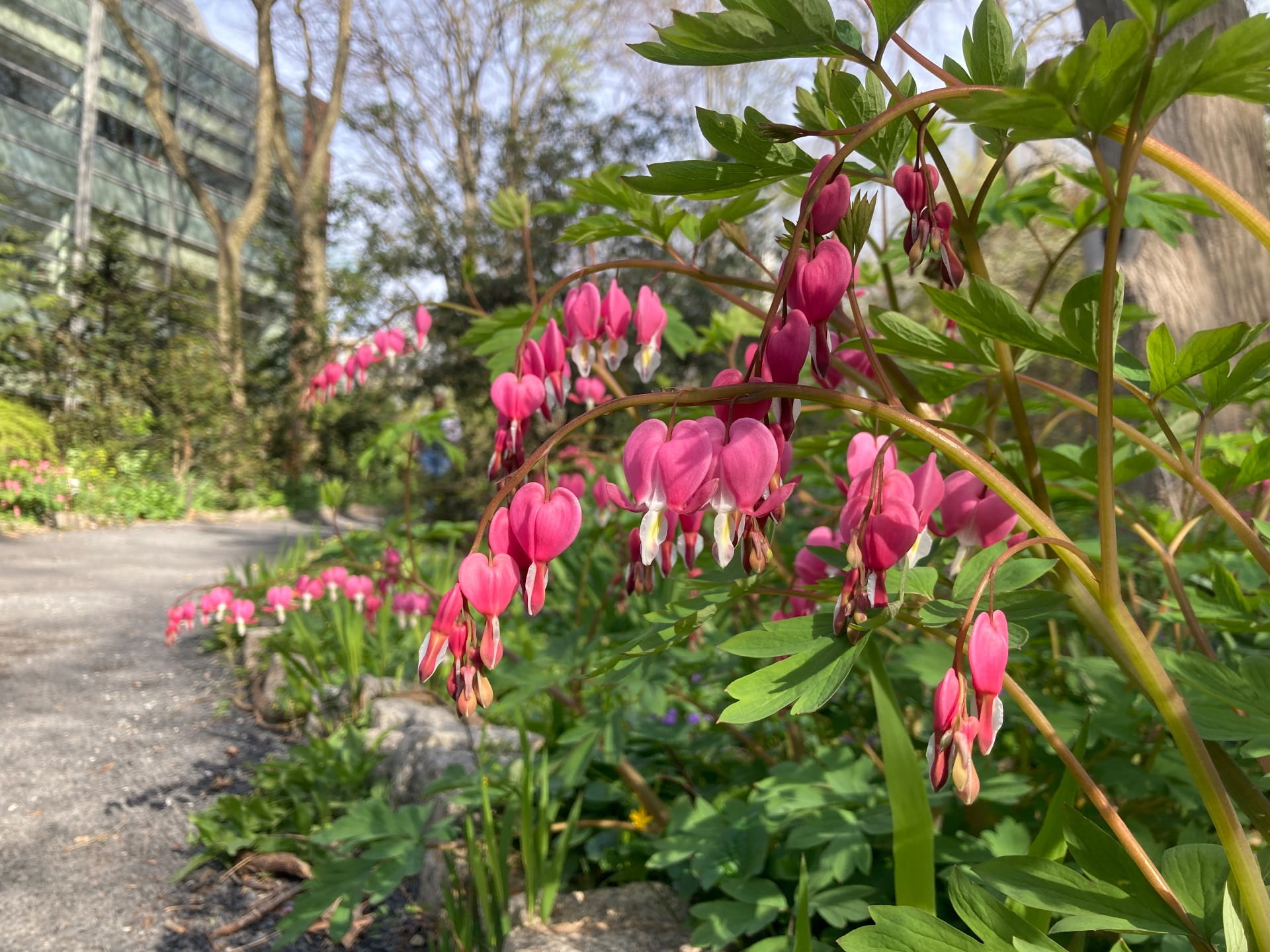 Bleeding hearts, Lamprocapnos spectablis, has uniquely shaped flowers that are blooming now, along the Main Path.