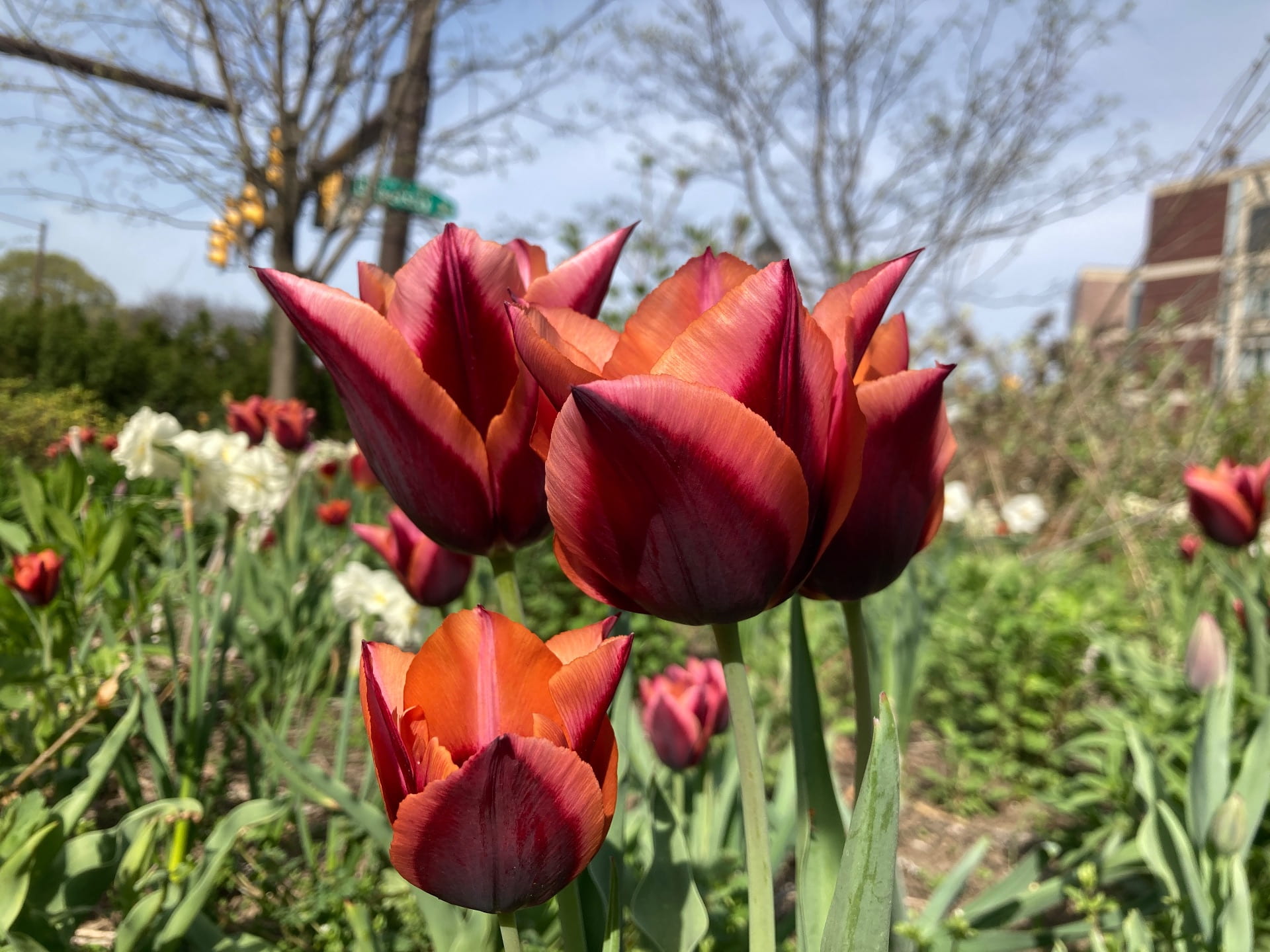 Tulipa 'Sonnet' is blooming now on the plaza.