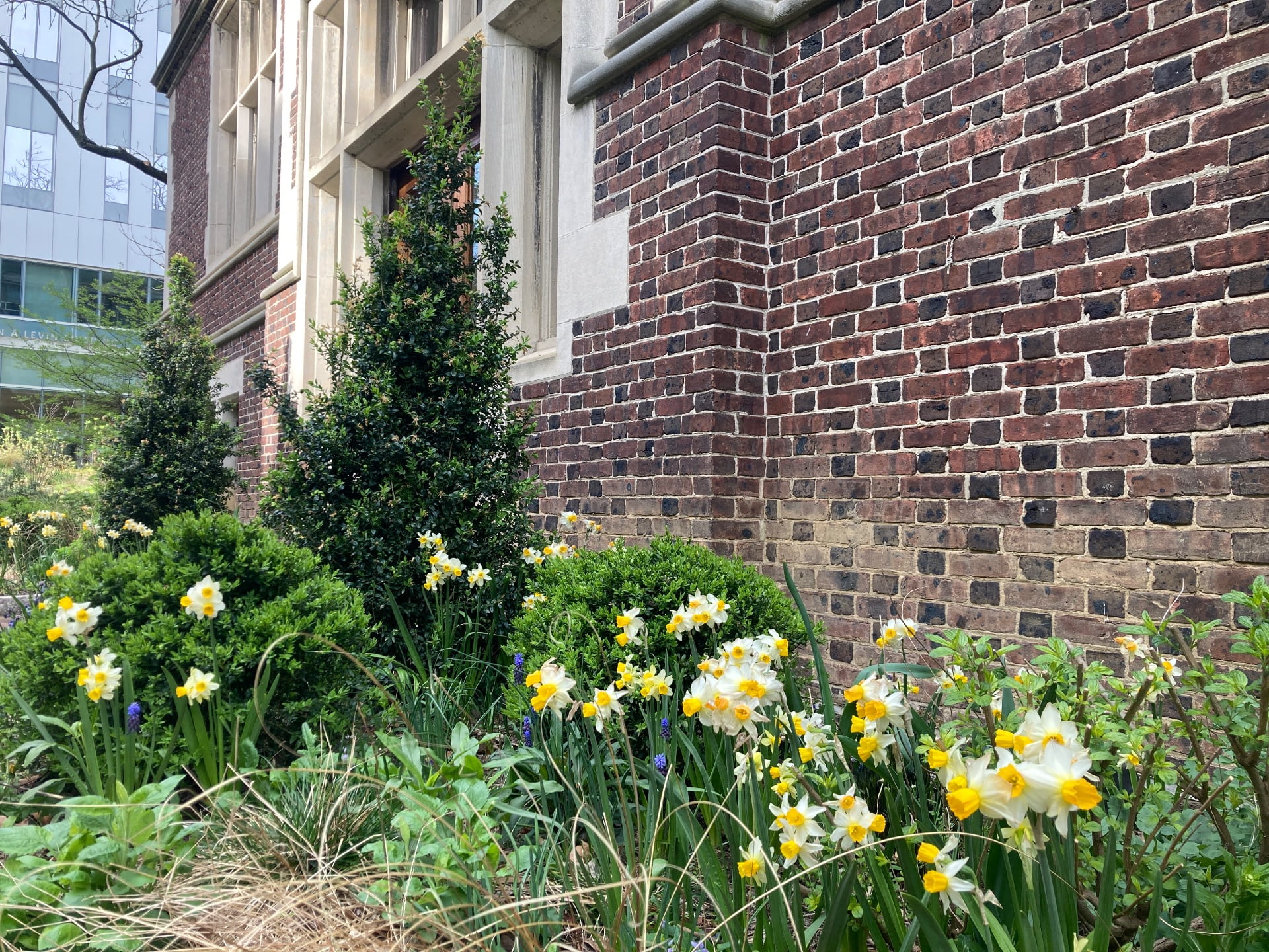 Daffodils and grape hyacinths mingle with boxwoods and sedges growing on the east side of Leidy.