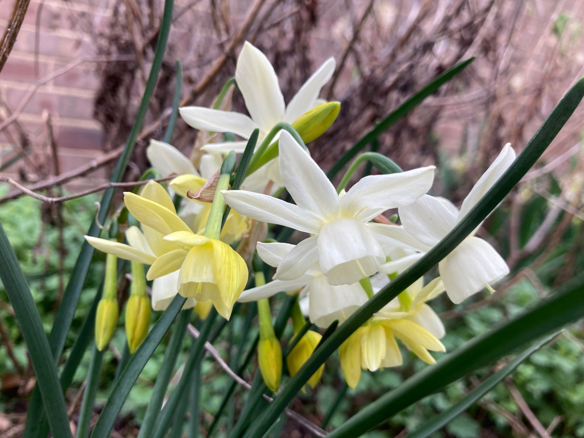 Flowers of Narcissus 'Moonlight Sensation' are a soft yellow when in bud, but become white with age.