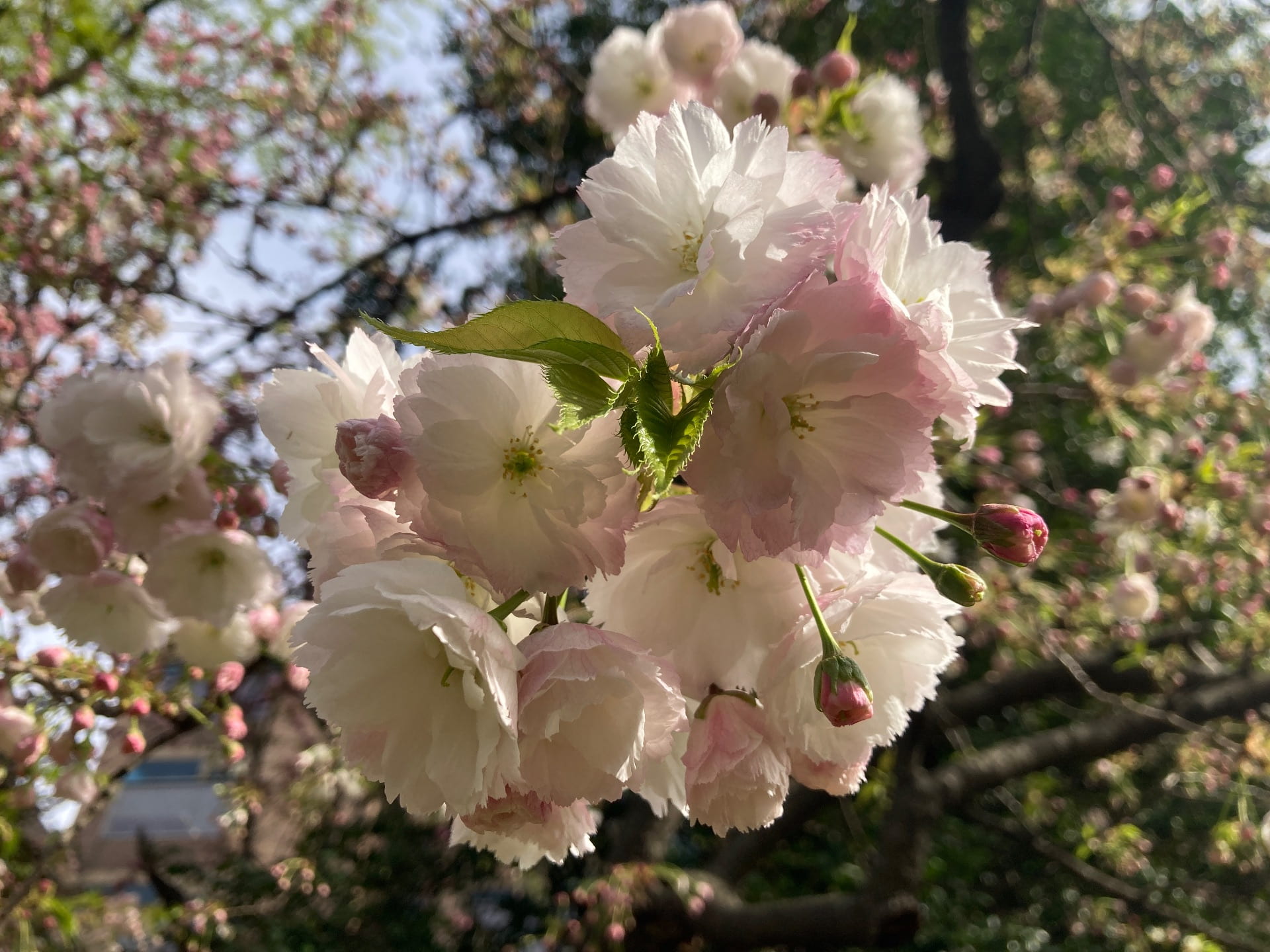 Prunus 'Ichiyo' produces fluffy, candy colored flowers.