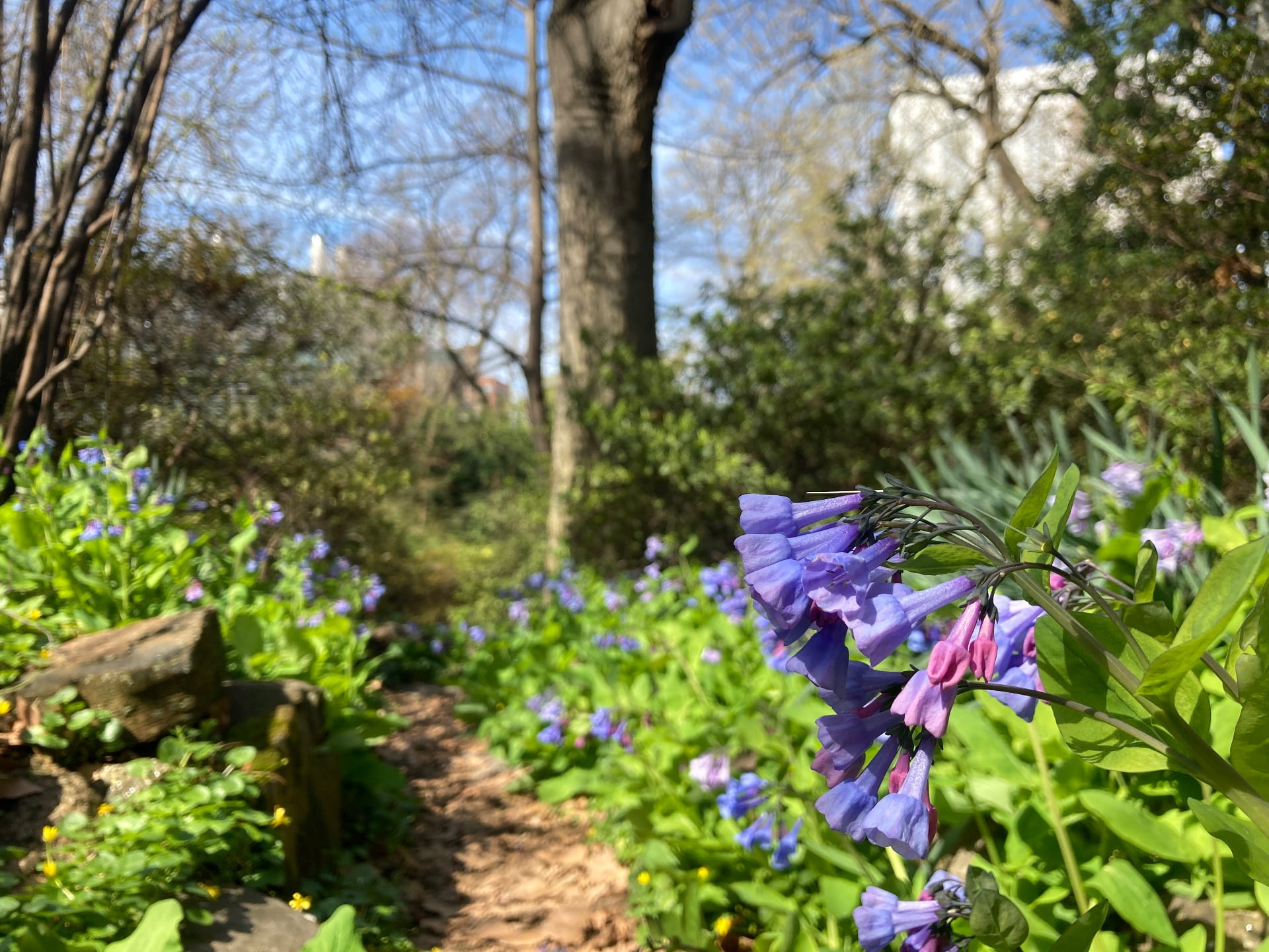 Virginia bluebells, Mertensia virginica, bloom along a hidden path.